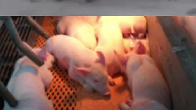 冬天各种养宠人的区别