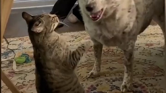 喵星人的尴尬瞬间