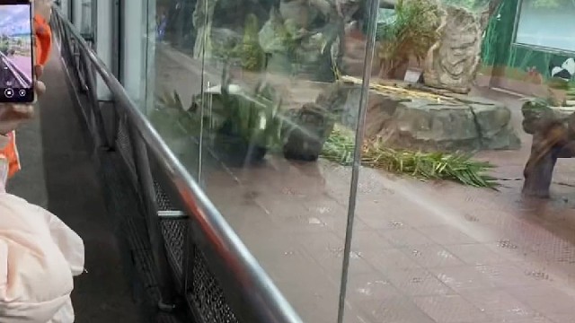 今天的熊猫可调皮了