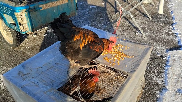 赶大集的人不多啊