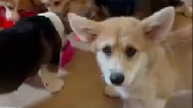 好像混进了什么奇怪的东西