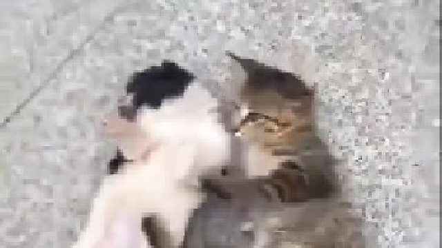 猫猫狗狗友谊的小船说翻就翻，瞬间就谁也不理谁了