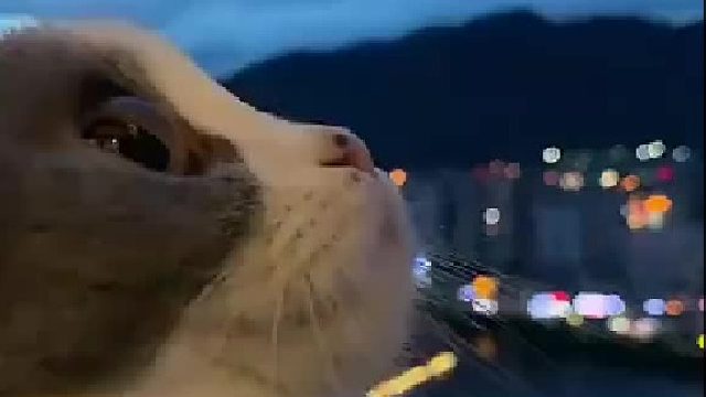 一只蚊子打破了这唯美的意境