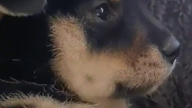 小伙带新买的狗狗回家，狗子害怕到浑身发抖，让人心疼，主人耐心安抚