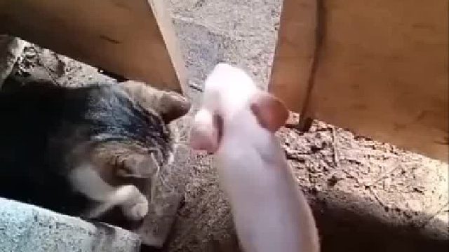 全网最手欠的猫，这咋还学会欺软怕硬了