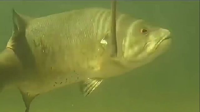 如果只能选一种软饵去钓鲈鱼，那一定是面条虫