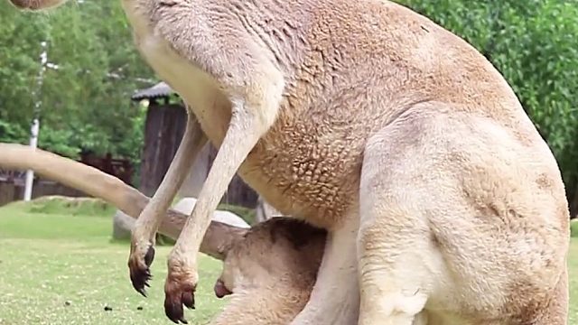 世界上，恐怕也只有袋鼠妈妈，才能把孩子塞回去了吧