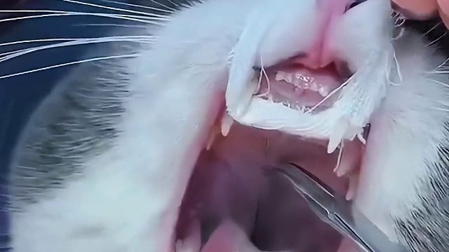 为什么动物的牙齿都那么白