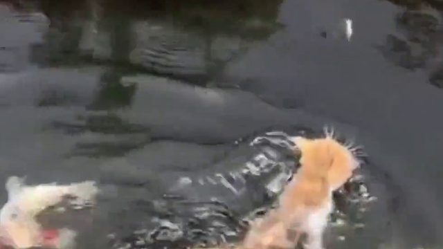小猫池中被一群鱼追赶，被吓得赶紧游到岸边