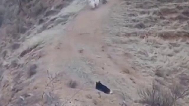 羊群就像提前下班遇到了领导，太逗了