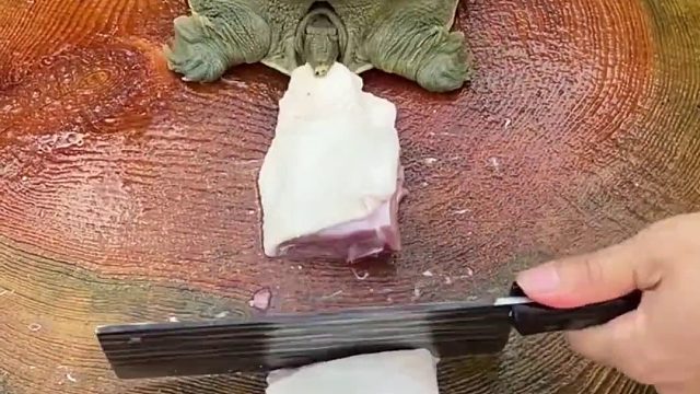 勇敢的小龟最后还是怂了