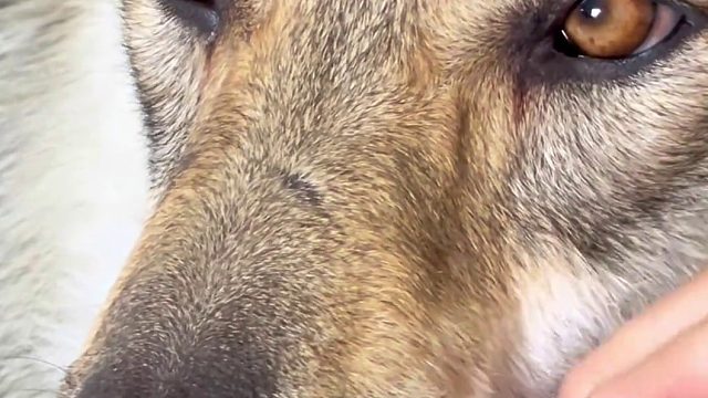 这到底能不能长的密密麻麻的？