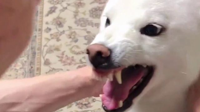 这只白柴莫名的嫌弃它的主人 哈哈哈