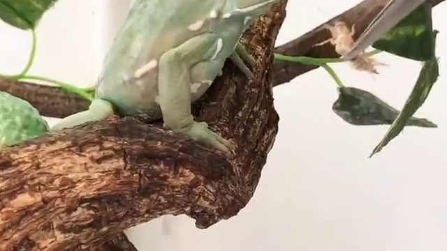 主人给青蛙喂虫子，它居然还会生气