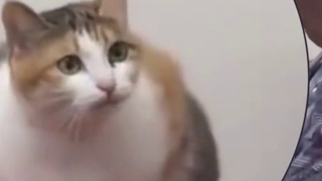 猫咪犯错被训话后当场翻脸！