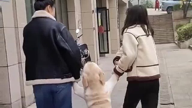 狗子贪玩在外不愿意回家，主人无奈只好拽起前腿托回家