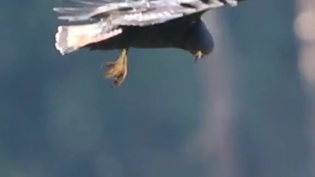 为什么非洲棕鵟能悬空呢？部分鸟类的特殊翅膀和尾巴能调节平衡