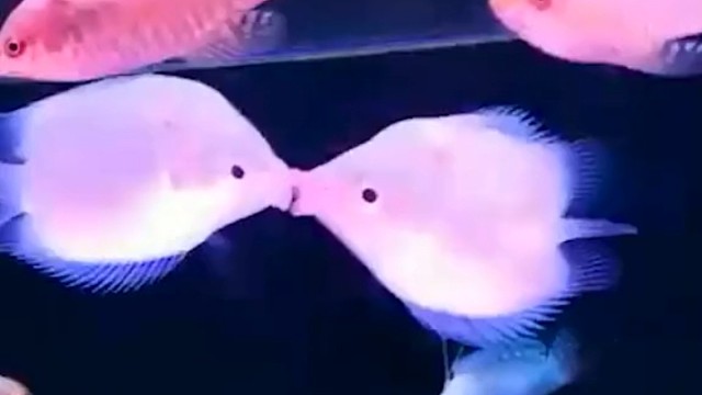 吻鲈“接吻”并不是因为爱情，而是在打架