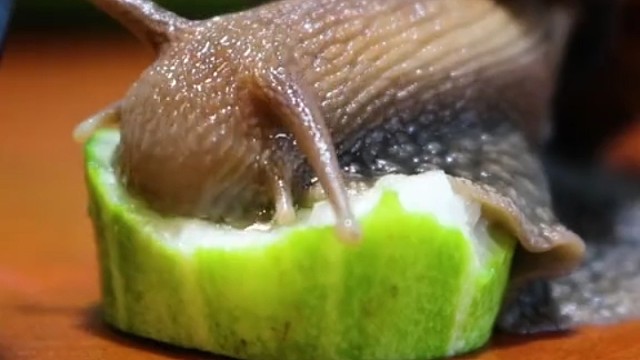 蜗牛有2万多颗牙齿“齿舌”，像锉板一样把食物磨碎，然后吃下去
