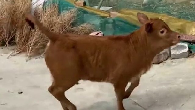 金毛回村和小牛犊交上了朋友