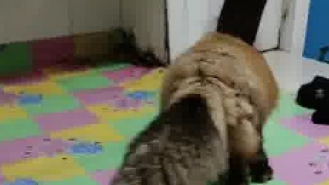 你们知道狐狸上炕意味着什么吗