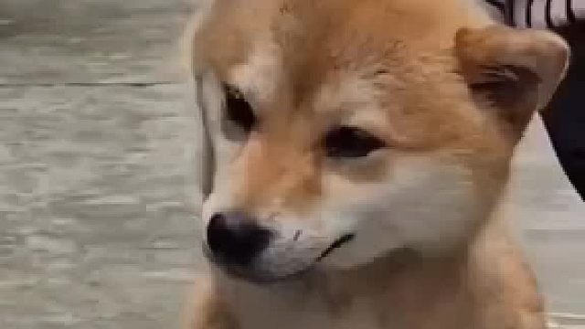 主人给狗狗梳毛，狗狗高兴得摇头晃脑。网友：我感觉它在向我炫耀，它比我过得好