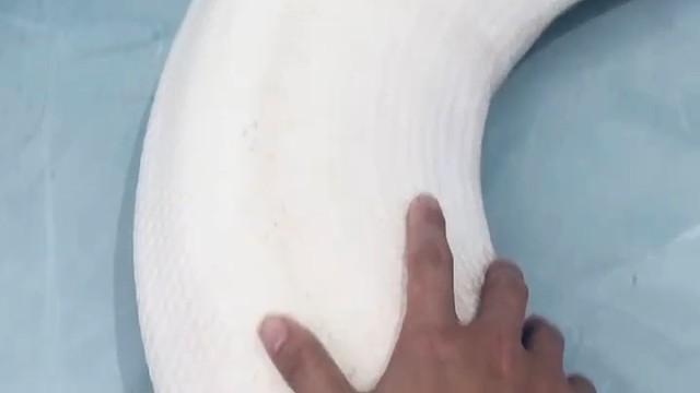 这是许仙揉的面