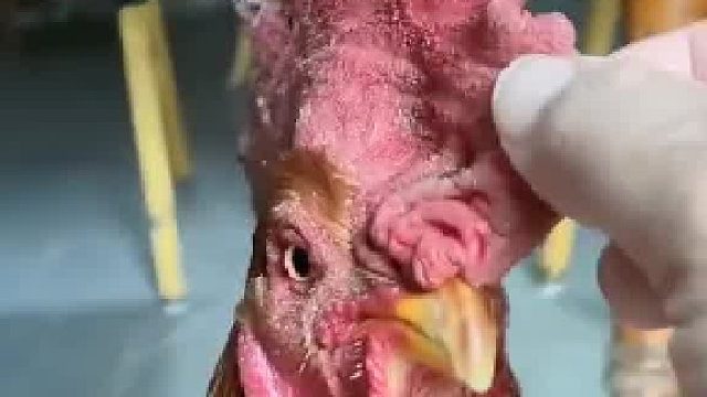 不自觉的把手机拿远了，我怕它叨我