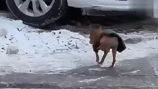 狗：妈！妈！别聊了！再聊我就噶了