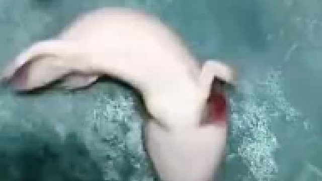 “六角龙”被其他鱼吃掉尾巴，主人换水后快乐得一直翻滚