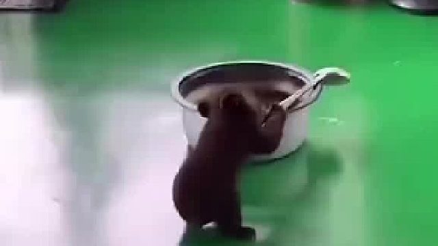 小熊偷吃被抓现行，现在偷吃长大要偷袈裟了