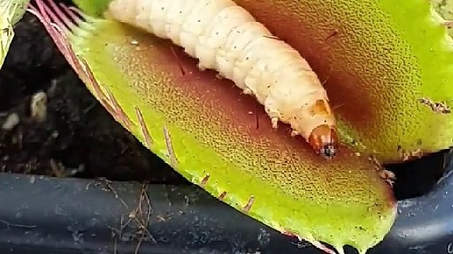 捕蝇草是一种食肉植物