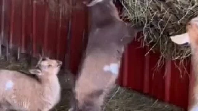 以为小羊调皮，要用头顶大羊，结果...万万没想到