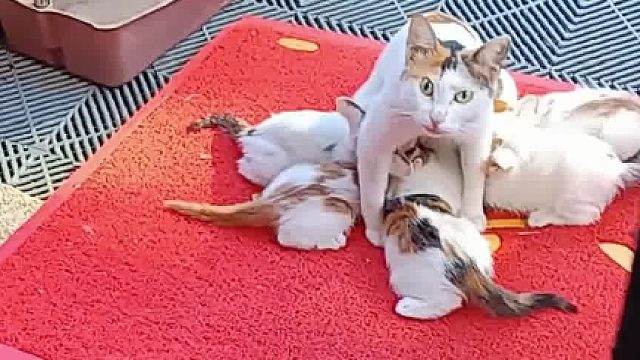 女子喂养了很久的流浪猫找上门，还带来了新的生命，网友：拖家带口来找它的庇护神