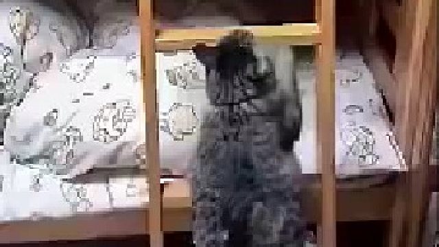 这是猫没错吧？？？？_