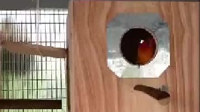 这是一只学过舞狮的鹦鹉