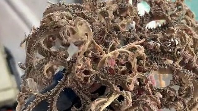 这是个什么东西？