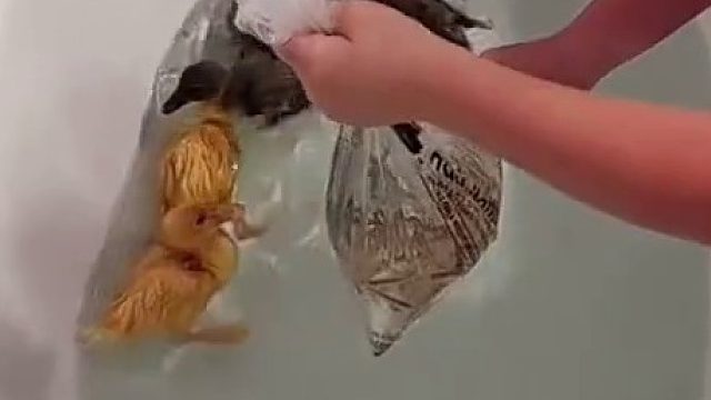 事实证明浴缸适合养鸭子 ​