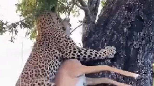 豹子为啥要把捕获的猎物带到树上去？