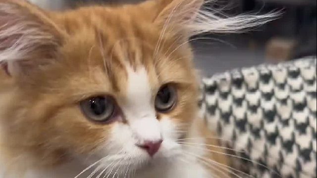 不讲武德的小猫