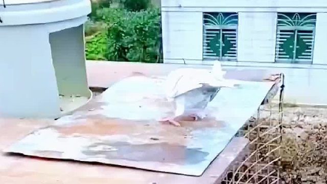 鸽子：坐个电梯出不去了