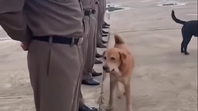 狗狗永远是最可爱的，不亏是人类最忠实的朋友！！