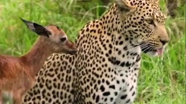 花豹和小鹿居然也能有这样的温馨时刻。