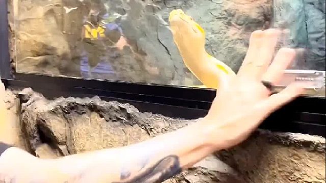 黄金蟒最期待的早晨