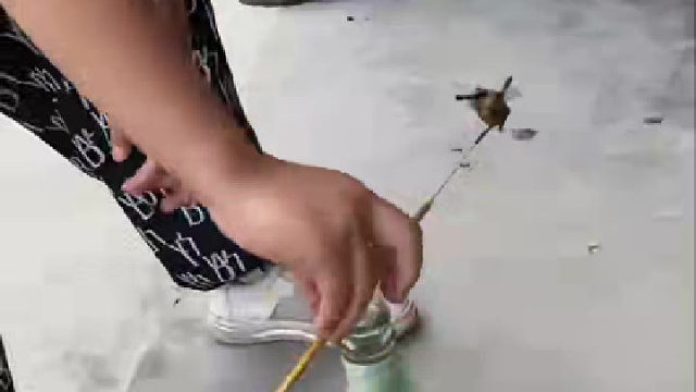 小朋友自制昆虫“螺旋桨”，两只小家伙转得停不下来