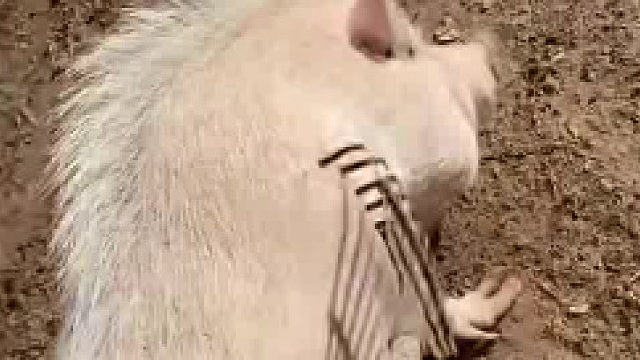 原来猪八戒的钉耙是拿来抓痒痒用的啊