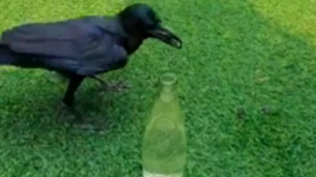 乌鸦捡石子喝水。