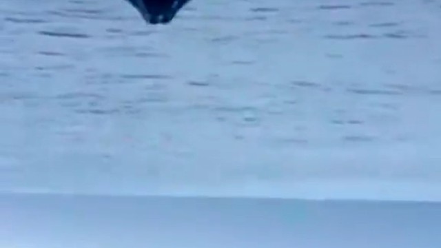 夏威夷海域，一头幼鲸跃出水面。