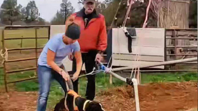 新能源：狗动力