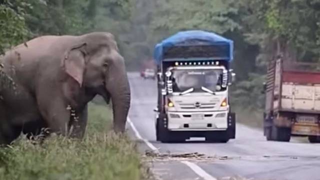 大象也学会设卡收费了